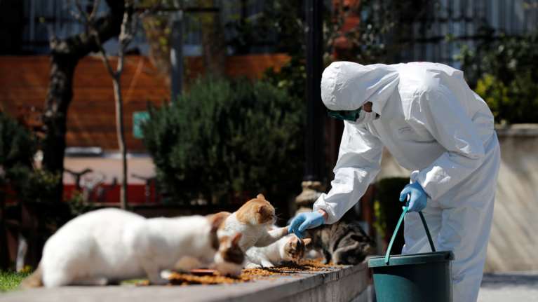 Πρώτη φορά στις ΗΠΑ: Δύο γάτες στη Νέα Υόρκη βρέθηκαν θετικές στον κορονοϊό