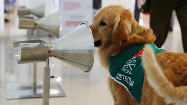 Κορονοϊός - Χιλή: Γκόλντεν Ριτρίβερ και Λαμπραντόρ στην μάχη της ανίχνευσης του ιού [εικόνες - βίντεο]