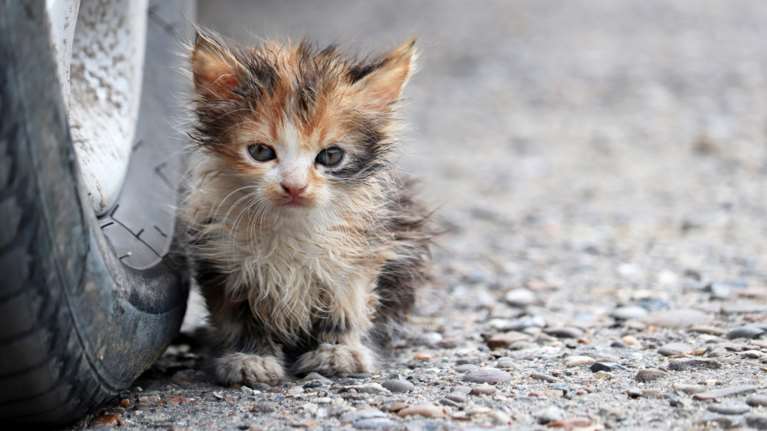 Σύλληψη και πρόστιμο 5.000 ευρώ για 64χρονο που κλώτσησε αδέσποτη γάτα στη Θεσσαλονίκη