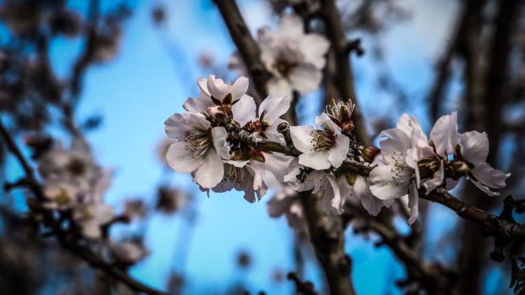Σήμερα και επίσημα η πρώτη μέρα της Άνοιξης - Τι είναι η εαρινή ισημερία