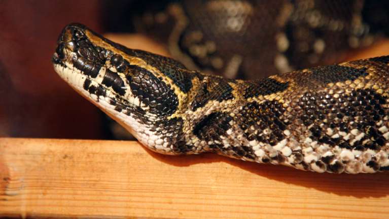 Κόμπρα: Ξέφυγε τον κίνδυνο ο 30χρονος - Το φίδι είχε ξαναπροσπαθήσει να τον δαγκώσει [βίντεο]