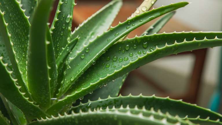 Ανησυχία και για την αλόη βέρα ως πιθανή καρκινογόνα ουσία - Καθηγήτρια Φαρμακολογίας εξηγεί τι συμβαίνει