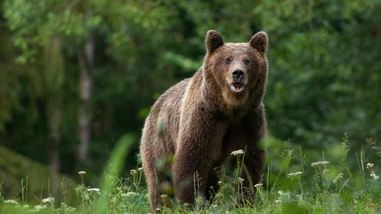 Φλώρινα: Αρκούδα μπήκε σε κτηνοτροφική μονάδα στο Νυμφαίο και έφαγε 15 πρόβατα