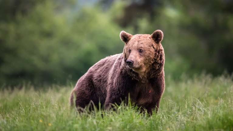 Αρκούδα επιτέθηκε σε δύο ορειβάτες στον Φρακτό Δράμας - &quot;Σε χαράδρα ο ένας, ο άλλος κρύβεται πάνω σε δέντρο&quot;
