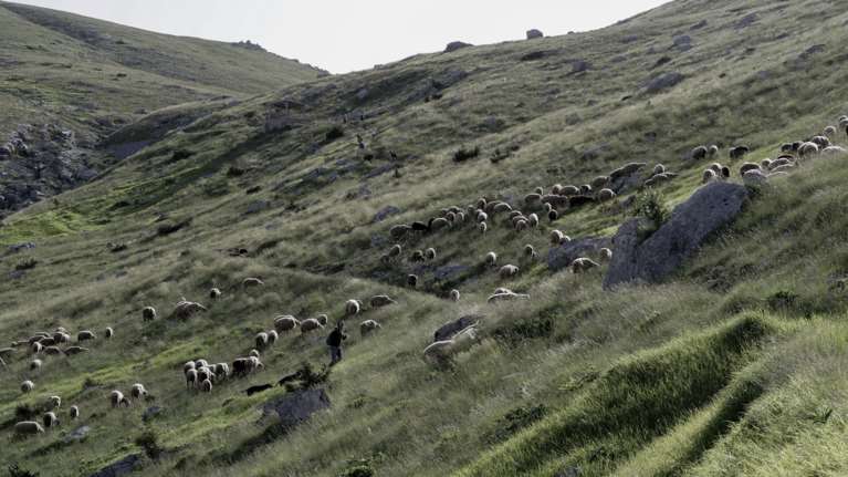 Ευλογιά των αιγοπροβάτων: Αποφεύχθηκε το lockdown - Ενισχύονται οι έλεγχοι και τα μέτρα