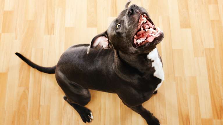 Σοκ στη Νέα Σμύρνη: Σκύλος δάγκωσε στο κεφάλι μωρό 11 μηνών - Νοσηλεύεται στο Παίδων