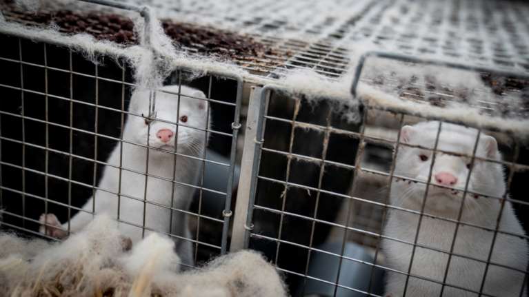 Κορονοϊός: Δεν είναι ακόμη επικίνδυνες οι μεταλλάξεις σε μινκ - Τι λένε οι ερευνητές