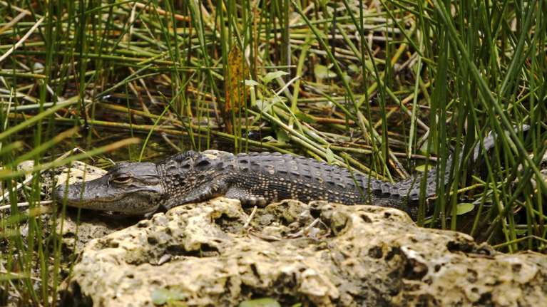 &quot;Αλκατράζ με αλιγάτορες&quot;: Η Φλόριντα ετοιμάζει νέο κέντρο κράτησης μεταναστών μέσα σε... βάλτους