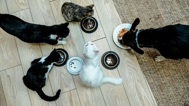 Πλήρη γεύματα σε υγρή τροφή με λάδι κάνναβης: Η λύση στα προβλήματα του κατοικιδίου μας άνω των 7 ετών