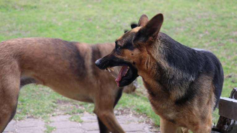 Βόλος: Αγέλη σκύλων επιτέθηκε και δάγκωσε 8χρονο