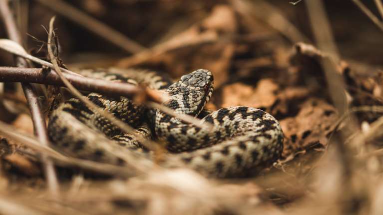 Πόσο επικίνδυνο είναι το δάγκωμα της οχιάς - Οι πρώτες βοήθειες και όσα πρέπει να γνωρίζουμε