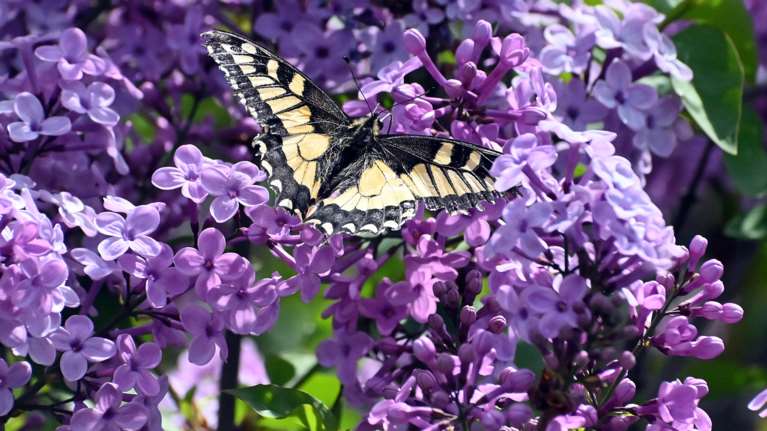 Εορτολόγιο: Ποια ονόματα γιορτάζουν σήμερα, Σάββατο 19 Απριλίου