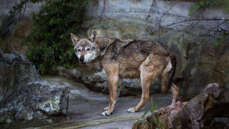 Πέλλα: 72χρονος αγρότης φέρεται να δέχθηκε επίθεση από λύκο [βίντεο]