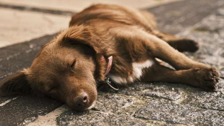 Φρίκη στην Ιεράπετρα: Σκύλος βρέθηκε απαγχονισμένος - Αναζητείται ο δράστης