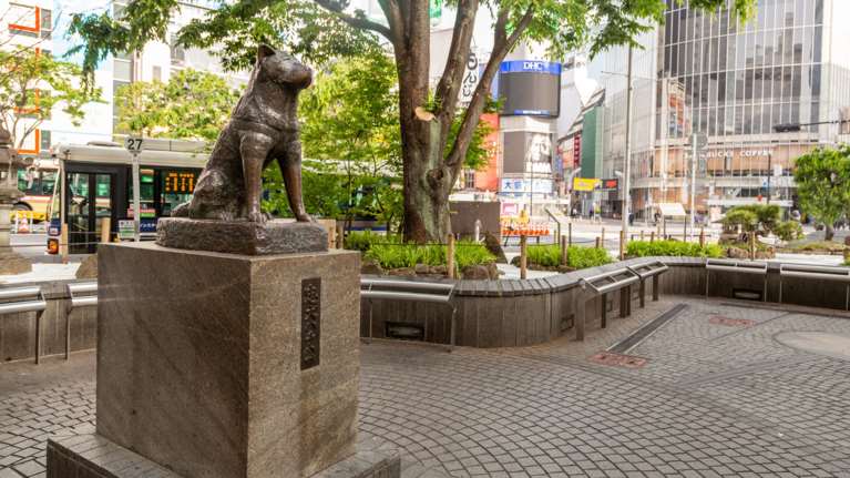 Χάτσικο: 100 χρόνια από τη γέννηση του πιο πιστού σκύλου στον κόσμο - Τι σημαίνει το όνομά του