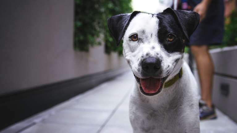 Αισιόδοξη έρευνα: Οι σκύλοι μυρίζουν τον κορονοϊό στους ανθρώπους με μεγάλη ακρίβεια