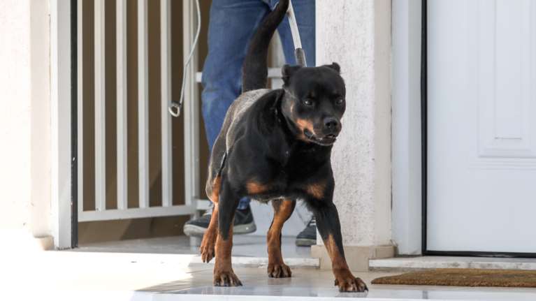 Κοζάνη: Φυλάκιση πέντε ετών στο ζευγάρι με τα ροτβάιλερ που κατασπάραξαν τον 5χρονο Στάθη