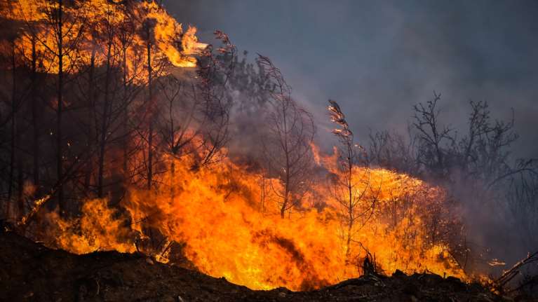 Διασωληνωμένος στο &quot;Γεννηματάς&quot; ο 67χρονος εγκαυματίας από την φωτιά στη Φωκίδα