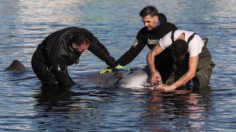 Άλιμος: Αγωνία και υπεράνθρωπες προσπάθειες για τη σωτηρία της φάλαινας - &quot;Δυστυχώς υποφέρει...&quot; [εικόνες - βίντεο]
