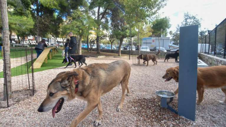 Θεσσαλονίκη: Αθωώθηκε η 52χρονη για τους 94 σκύλους που φιλοξενούσε στο σπίτι της