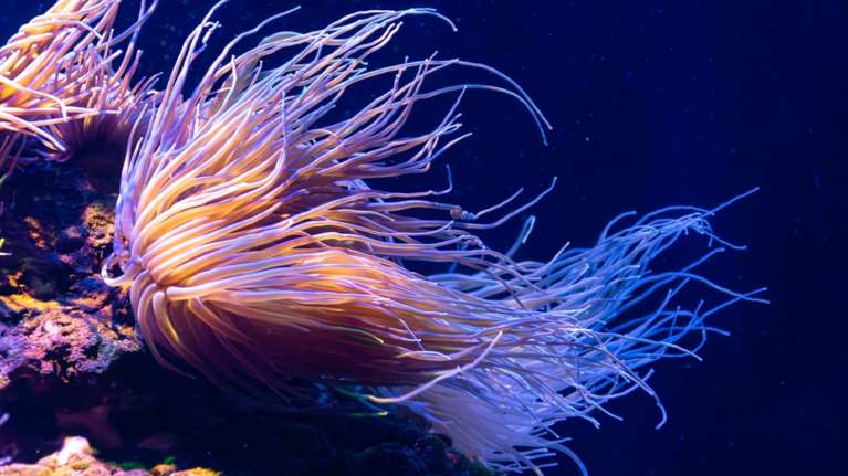 Παγώνη: Πώς προστατευόμαστε από τη θαλάσσια ανεμώνη που εντοπίζεται φέτος σε ελληνικές θάλασσες - Τι κάνουμε αν μας τσιμπήσει