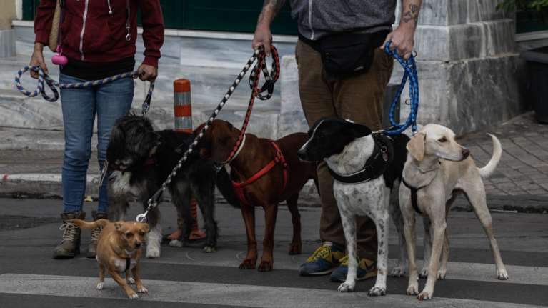 Οι σκύλοι μυρίζουν τον κορονοϊό:  Μπορούν να χρησιμοποιηθούν σε αεροδρόμια, γήπεδα, πολυκαταστήματα
