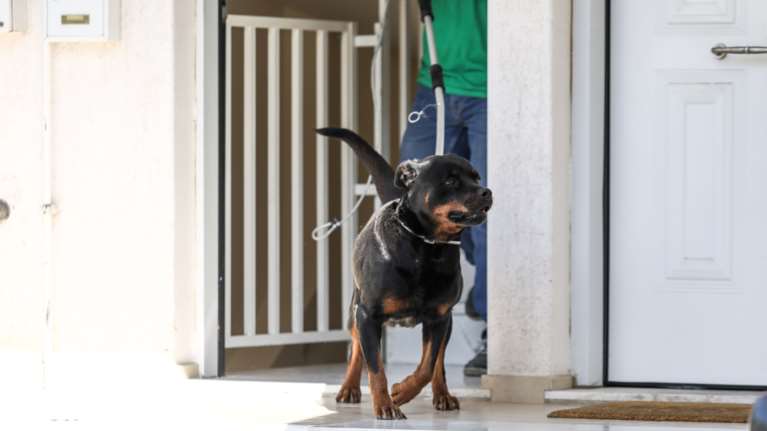 Εύβοια: Σε ΜΕΘ ο 6χρονος που δέχθηκε επίθεση από ροτβάιλερ - Έχει δαγκωματιές στο κεφάλι και τα πλευρά