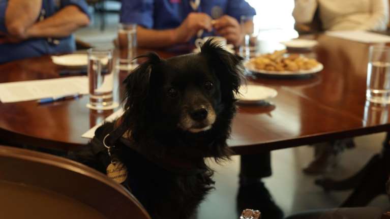 Save a Greek Stray &amp; το Σώμα Ελλήνων Προσκόπων ενώνουν δυνάμεις για τη διάσωση ζώων σε έκτακτες συνθήκες