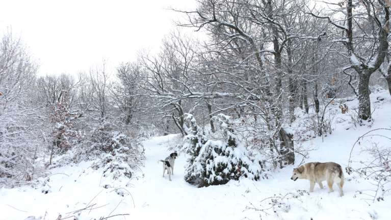 Τρελάθηκε ο καιρός: Ψυχρή εισβολή και χιόνια ακόμα και στην Αττική - Πόσους βαθμούς θα πέσει η θερμοκρασία στην Αθήνα
