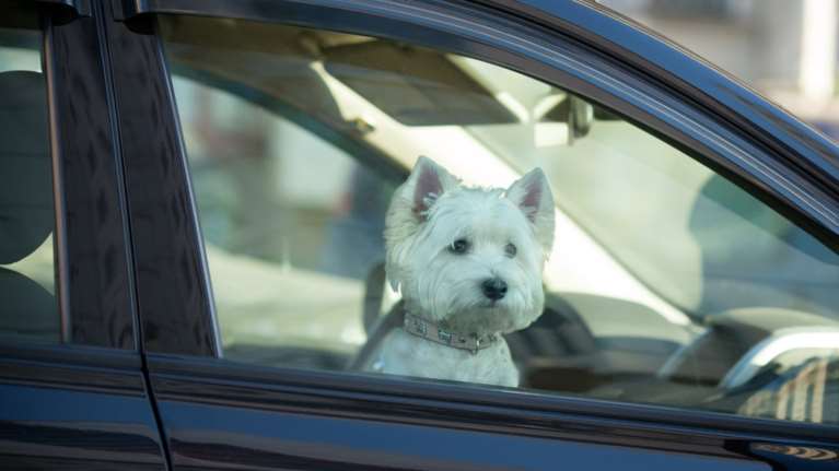 Οχι, δεν ισχύει ότι μπορείς να σπάσεις το τζάμι ενός ΙΧ αν υπάρχει μέσα κλειδωμένο σκυλί- Η ανάρτηση που έγινε viral