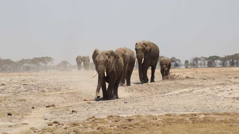Τραγωδία στην Ινδονησία: 8χρονη ποδοπατήθηκε από ελέφαντα – Προσπάθησε να διαφύγει αλλά γλίστρησε