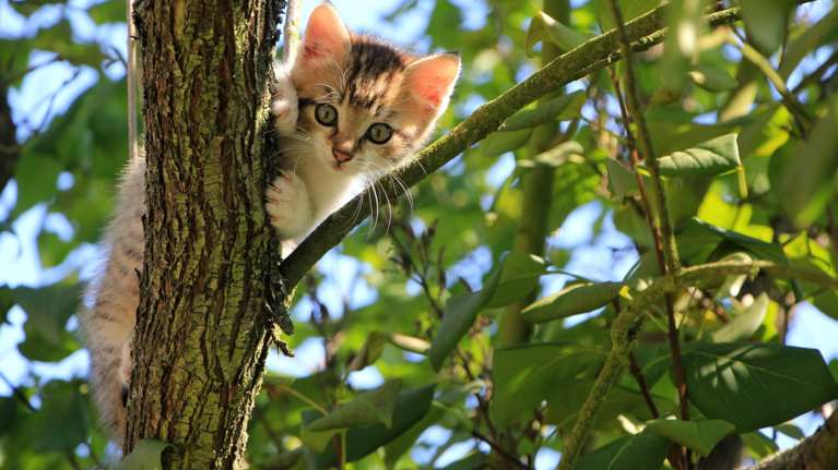 Πρώτη προφυλάκιση για ζωοκτονία στην Ελλάδα: Στη φυλακή 23χρονος που σκότωσε γάτα