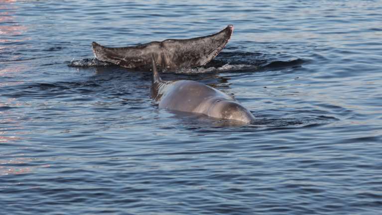Καλά τα νέα για τη φάλαινα &quot;Ζιφιός&quot;: Καταδύθηκε ξανά στα βαθιά - Έλαβε ισχυρή φαρμακευτική αγωγή