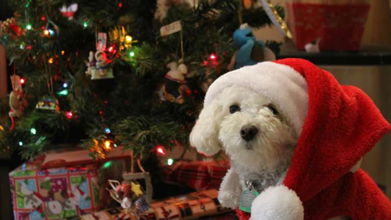 Χριστούγεννα στο σπίτι με το κατοικίδιό μας- Πώς θα κάνουμε ξεχωριστές τις φετινές γιορτές