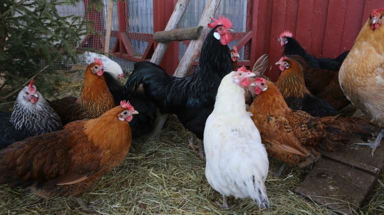 Απίστευτη απάτη στη Φλώρινα: Έπεισαν 70χρονο να μετρήσει τις... κότες του και του άρπαξαν 14.000 ευρώ