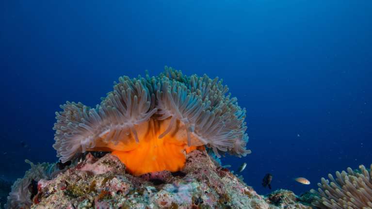 Η θέρμανση των θαλασσών αλλάζει τη βιοποικιλότητα - Τι αποκαλύπτει ειδικός για τις θαλάσσιες ανεμώνες