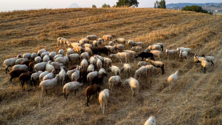 Ευλογιά των αιγοπροβάτων: Στον εισαγγελέα του Αρείου Πάγου καταγγελίες για παράνομη εισαγωγή εμβολίων