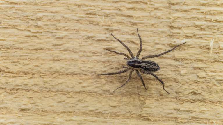 Καθηγήτρια Επιδημιολογίας : Οι αράχνες δεν είναι επιθετικές - Επικίνδυνα είδη στην Ελλάδα είναι μαύρη χήρα και η καφέ - ερημίτης