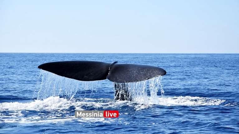 Μάνη: Απίστευτες εικόνες από το "παιχνίδι" τεράστιας φάλαινας σε απόσταση αναπνοής από σκάφος