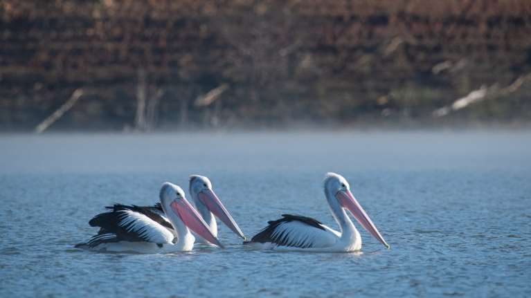 Ανησυχία για τη γρίπη των πτηνών: Μαζικοί θάνατοι αργυροπελεκάνων στη Μικρή Πρέσπα και σε άλλες λίμνες