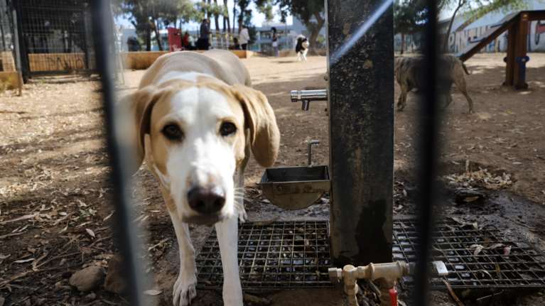 Γαλάτσι: &quot;Χωρίς λόγο ο αστυνομικός τράβηξε όπλο&quot; λέει η ιδιοκτήτρια του σκύλου - Η απάντηση της ΕΛΑΣ