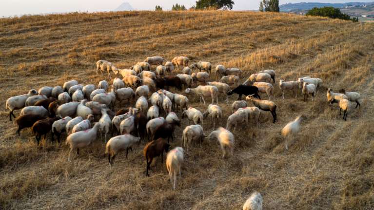 Ξέφυγε η ευλογιά των αιγοπροβάτων, εκτινάχτηκαν τα κρούσματα - &quot;Η τελευταία μας ευκαιρία πριν το lockdown&quot; [βίντεο]