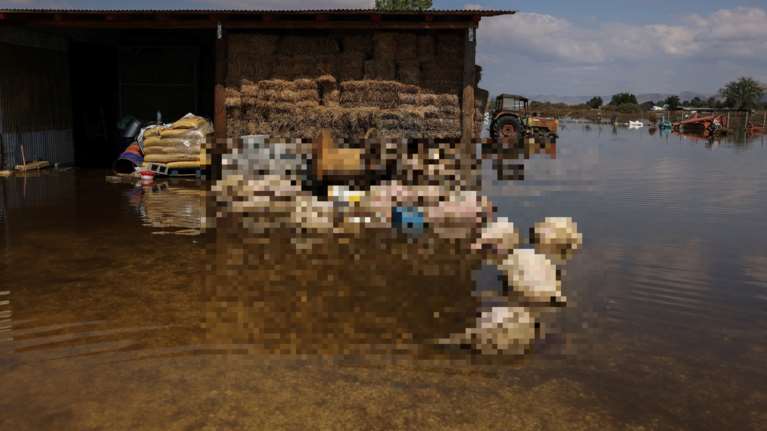 Θεσσαλία: Φρίκη προκαλούν οι φωτογραφίες από χιλιάδες νεκρά ζώα στις πλημμυρισμένες περιοχές - Προσοχή, σκληρές εικόνες