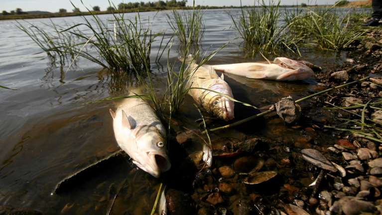 Πολωνία: Τεράστια οικολογική καταστροφή στον ποταμό Όντερ - Τους 100 τόνους έφτασαν τα νεκρά ψάρια [εικόνες-βίντεο]
