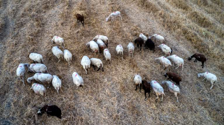 Κρούσμα πανώλης και στο Δομένικο Ελασσόνας - Να κηρυχθεί η Θεσσαλία σε κατάσταση έκτακτης ανάγκης ζητά ο Κουρέτας