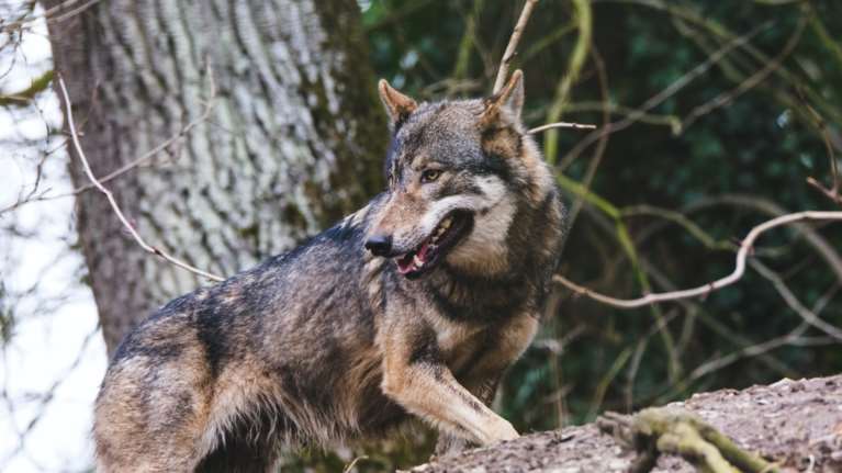 Επίθεση σκύλου σε 14χρονο στην Αμφιλοχία: Τραυματίες το παιδί και ένας 56χρονος