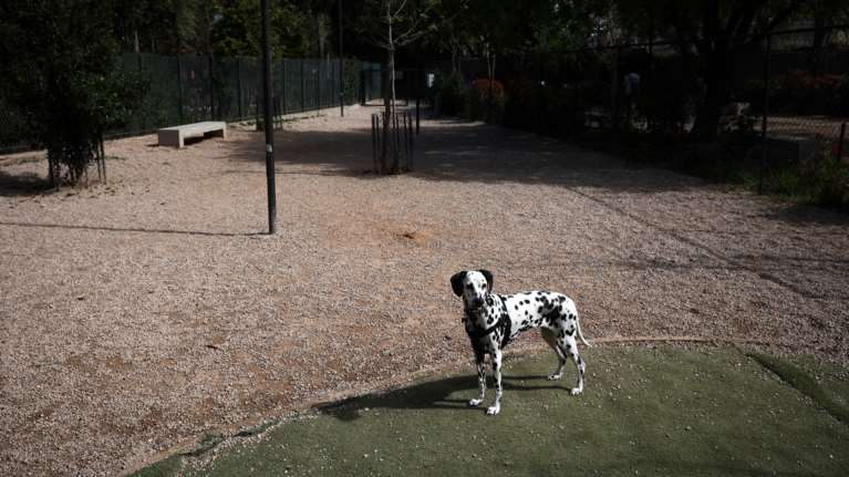 Βίντεο αφύπνισης: Σκύλος ποτέ μόνος του στη βόλτα και πάντα με λουρί - Το κακό θα γίνει μια φορά