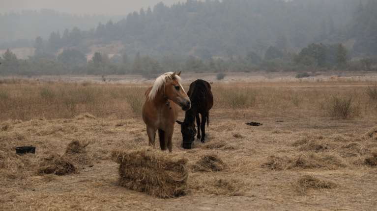 Αποτροπιασμός στην Σύρο: Σκότωσαν άλογο με μία σφαίρα στο κεφάλι