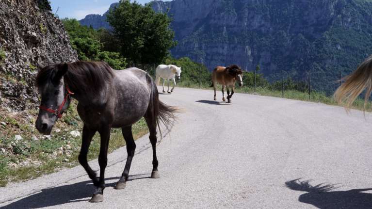 Α promise to animals: &quot;Χτυπιούνται βάναυσα, λιώνουν δεμένα στον ήλιο&quot; - Βίντεο &quot;γροθιά&quot; για την κακομεταχείριση ιπποειδών