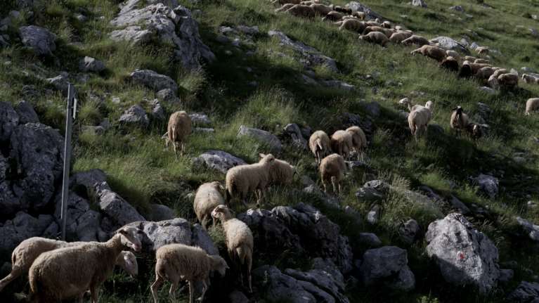 Καταρροϊκός πυρετός: Εντοπίστηκαν κρούσματα σε Θεσσαλονίκη, Πέλλα, Χαλκιδική, Πιερία